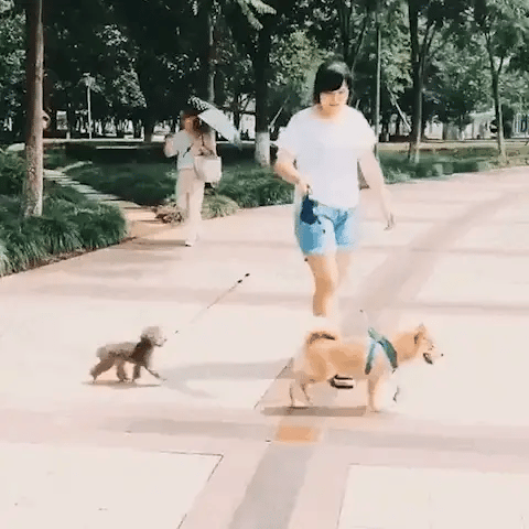 Dual Dog Leash With Flashlight